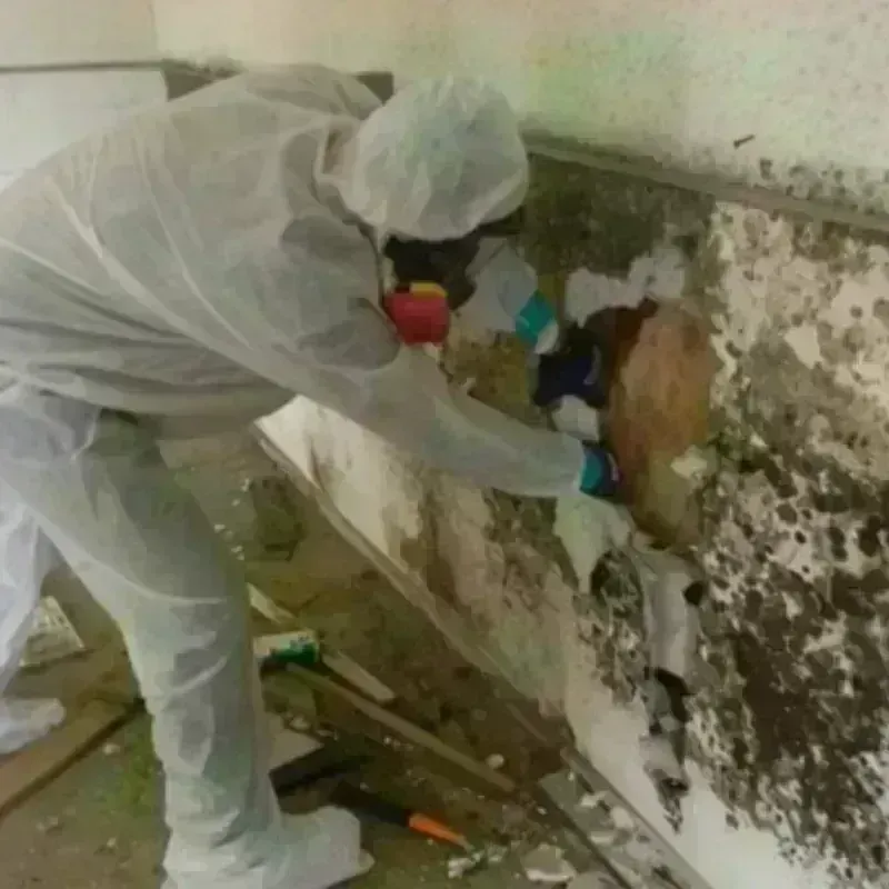 Mold Remediation and Removal in Philippi, WV